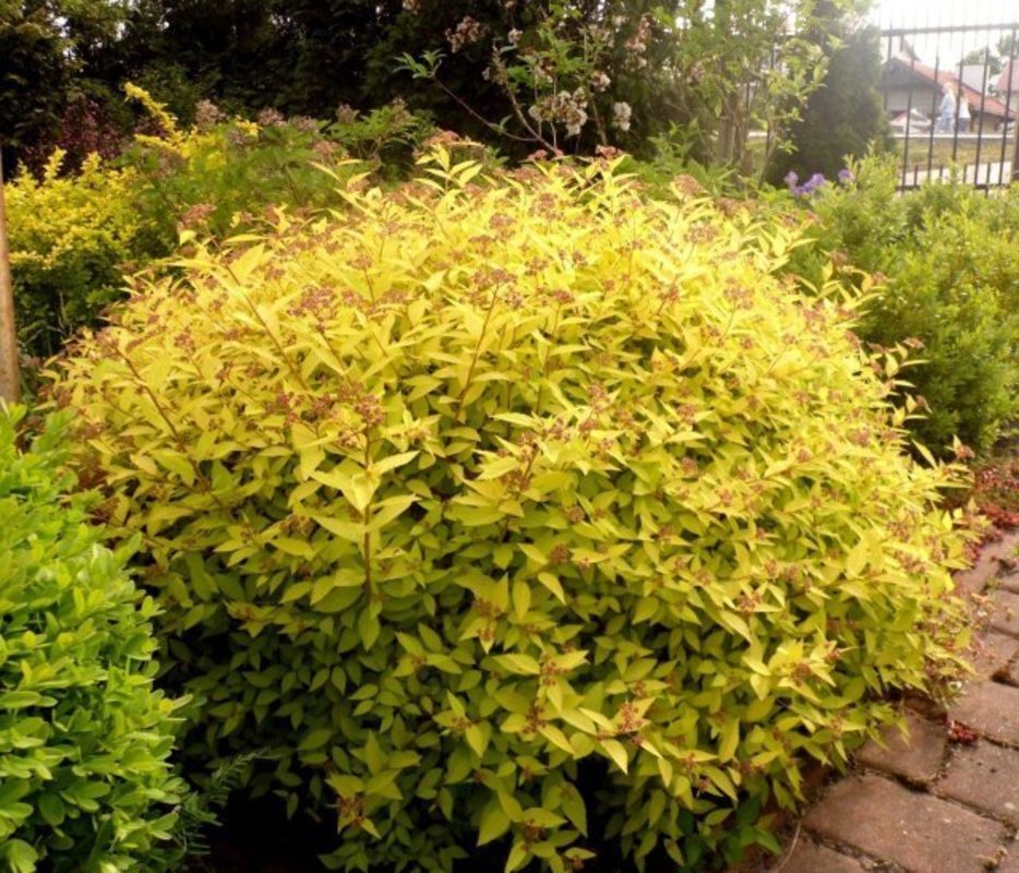 Спирея японская Голден Принцесс (Spiraea japonica 'Golden Princess')