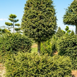 Ель обыкновенная 'Picea abies'