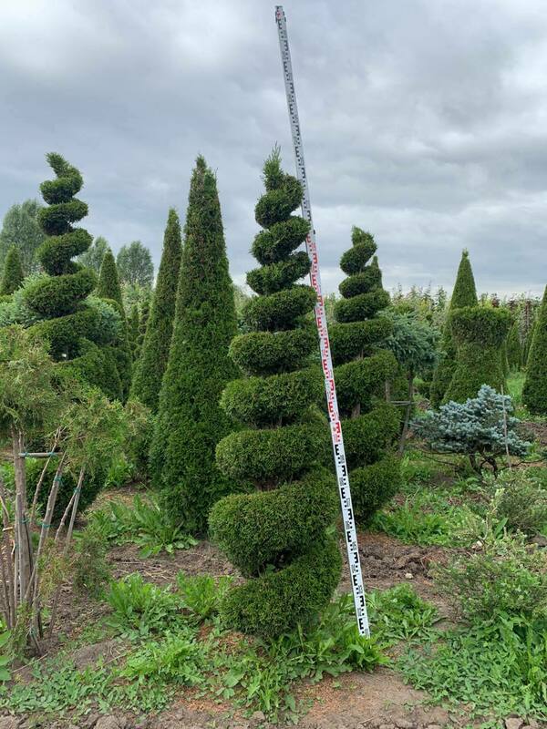 Туя западная Смарагд (Thuja occidentalis 'Smaragd')