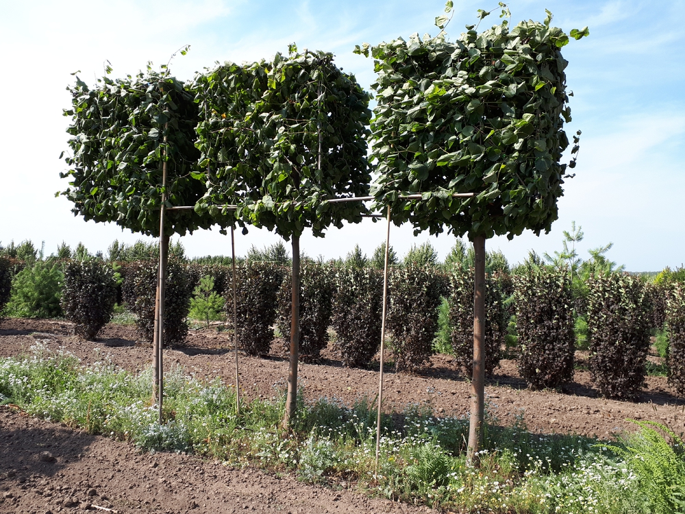 Липа европейская Паллида (Tilia x europaea 'Pallida')
