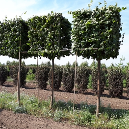 Липа европейская Паллида (Tilia x europaea 'Pallida')