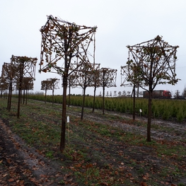 Липа европейская Паллида (Tilia x europaea 'Pallida')