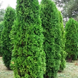 Туя западная Колумна (Thuja occidentalis 'Columna')