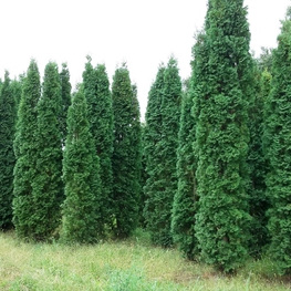 Туя западная Колумна (Thuja occidentalis 'Columna')
