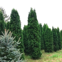 Туя западная Колумна (Thuja occidentalis 'Columna')