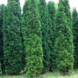 Туя западная Колумна (Thuja occidentalis 'Columna')