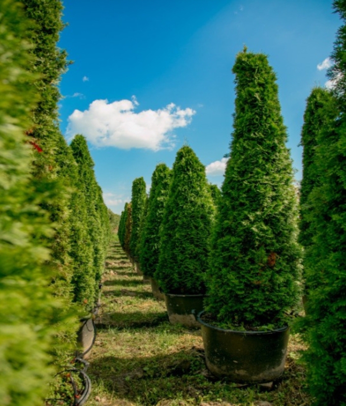 Туя западная Смарагд (Thuja occidentalis 'Smaragd')