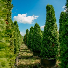Туя западная Смарагд (Thuja occidentalis 'Smaragd')