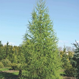 Лиственница европейская "Larix decidua"