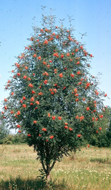 Рябина обыкновенная (Sorbus aucuparia) Кустовая