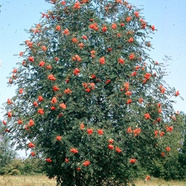 Рябина обыкновенная (Sorbus aucuparia) Кустовая