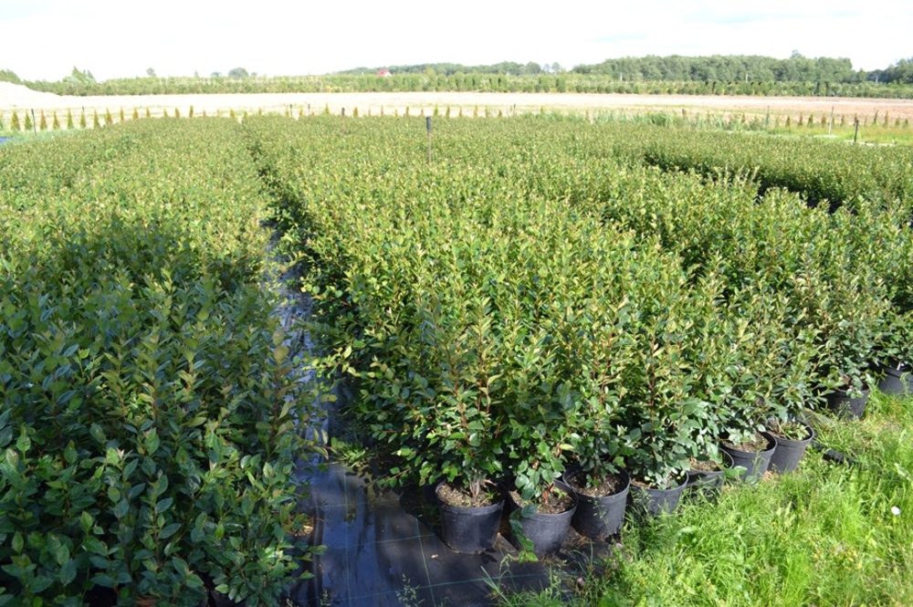 Кизильник блестящий (Cotoneaster lucidus)