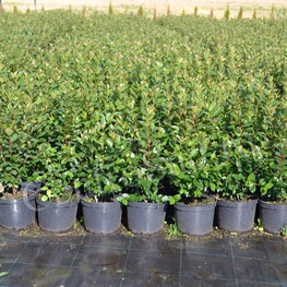 Кизильник блестящий (Cotoneaster lucidus)