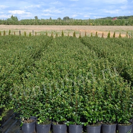 Кизильник блестящий (Cotoneaster lucidus)