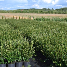 Кизильник блестящий (Cotoneaster lucidus)