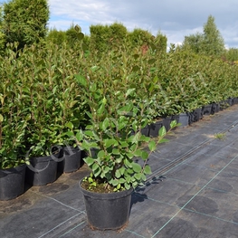 Кизильник блестящий (Cotoneaster lucidus)