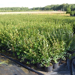 Кизильник блестящий (Cotoneaster lucidus)