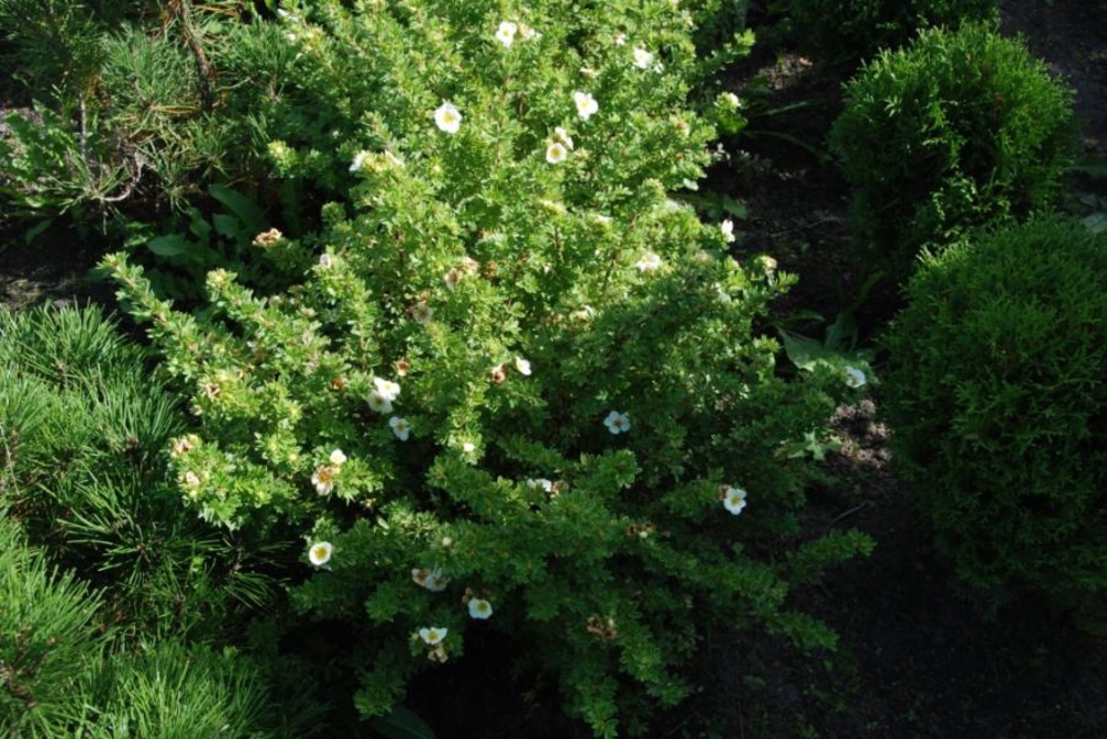 Лапчатка кустарниковая (Dasiphora fruticosa)