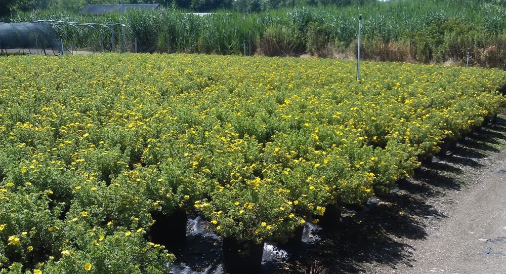 Лапчатка кустарниковая Голдфингер (Dasiphora fruticosa 'Goldfinger')