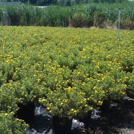 Лапчатка кустарниковая Голдфингер (Dasiphora fruticosa 'Goldfinger')