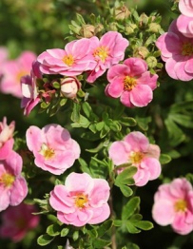 Лапчатка кустарниковая Пинк Парадиз (Dasiphora fruticosa 'Pink Paradis')