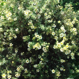 Лапчатка кустарниковая "Primrose Beauty"