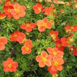 Лапчатка кустарниковая Ред Леди (Dasiphora fruticosa 'Red Lady')