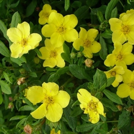 Лапчатка кустарниковая Элизабет (Dasiphora fruticosa 'Elizabeth')