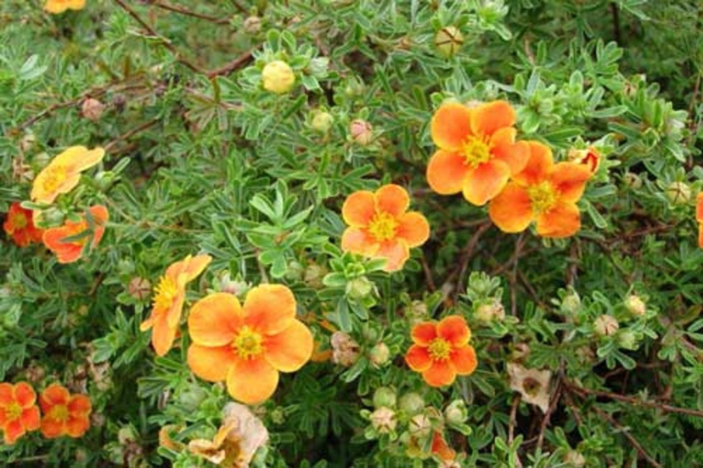 Лапчатка кустарниковая Хопли Оранж (Dasiphora fruticosa 'Hopley Orange')