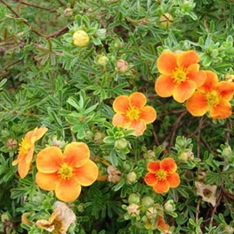 Лапчатка кустарниковая Хопли Оранж (Dasiphora fruticosa 'Hopley Orange')