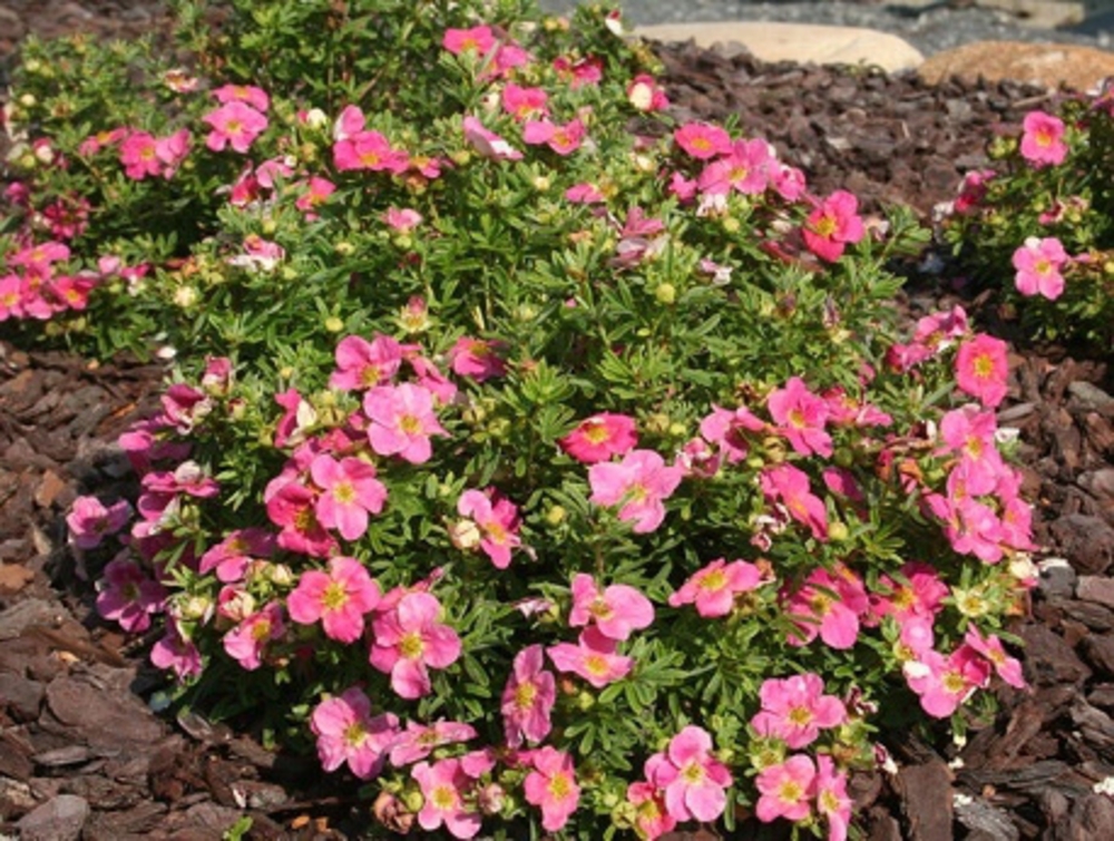 Лапчатка кустарниковая Беллиссима (Dasiphora fruticosa 'Bellissima')