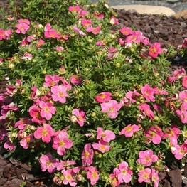 Лапчатка кустарниковая Беллиссима (Dasiphora fruticosa 'Bellissima')