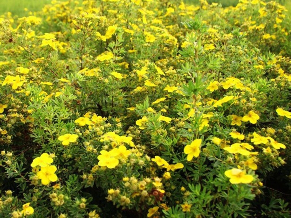 Лапчатка кустарниковая Хахманс Гигант (Dasiphora fruticosa 'Hachmann's Gigant')