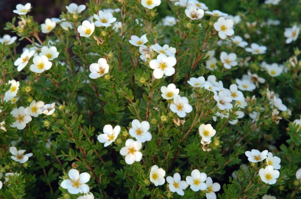 Лапчатка кустарниковая Маккейс Уайт (Dasiphora fruticosa 'Mckay's White')