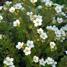 Лапчатка кустарниковая Маккейс Уайт (Dasiphora fruticosa 'Mckay's White')
