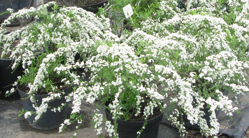 Спирея серая Грефшейм (Spiraea x cinerea 'Grefsheim')