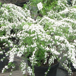 Спирея серая Грефшейм (Spiraea x cinerea 'Grefsheim')