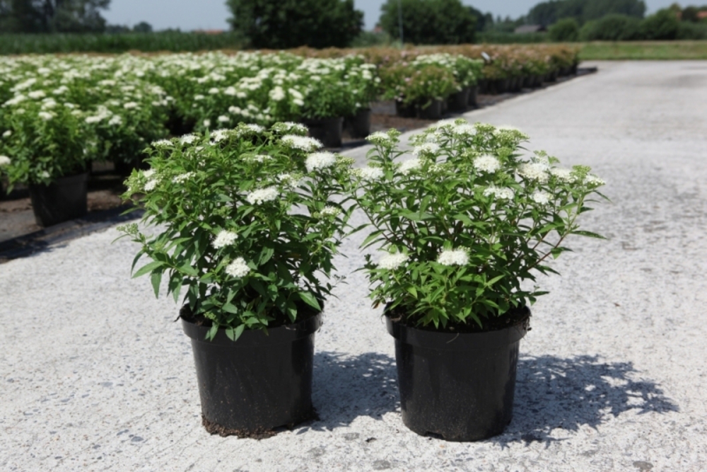 Спирея японская Альбифлора (Spiraea japonica 'Albiflora')