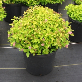 Спирея японская Голдмаунд (Spiraea japonica 'Goldmound')