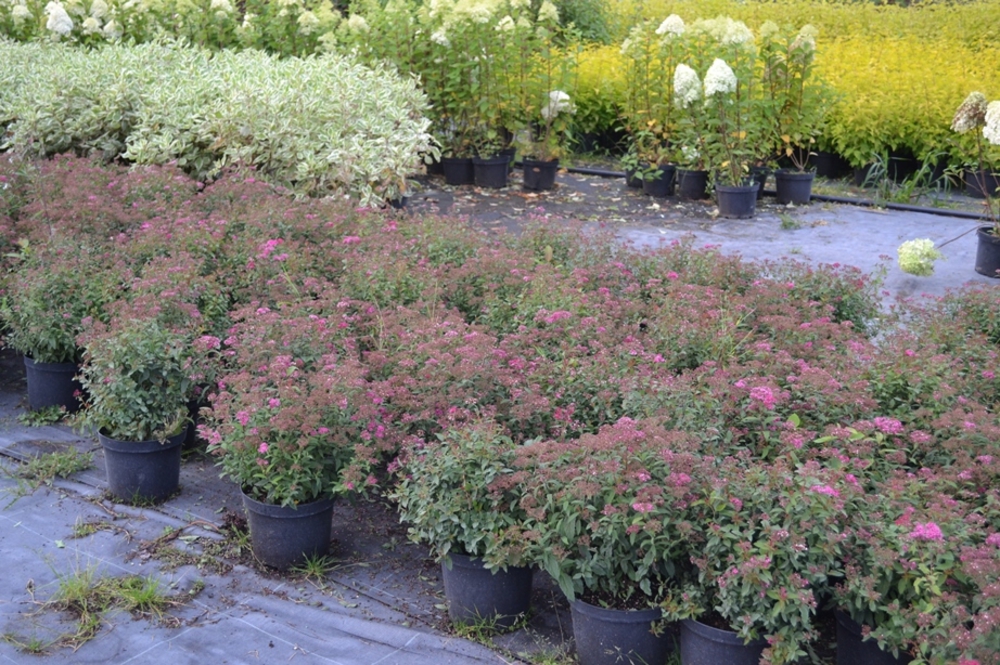 Спирея японская Энтони Ватерер (Spiraea x bumalda 'Anthony Waterer')