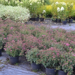 Спирея японская Энтони Ватерер (Spiraea x bumalda 'Anthony Waterer')