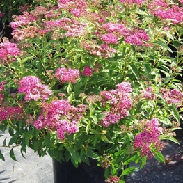 Спирея японская Фребели (Spiraea japonica 'Froebelii')