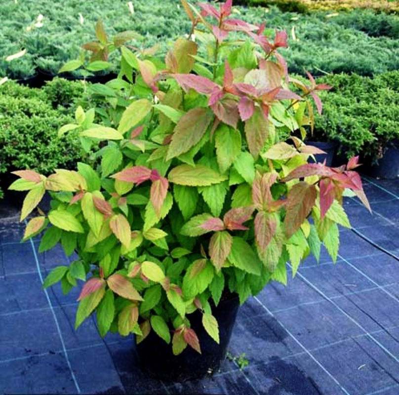 Спирея японская Цигойнерблют (Spiraea japonica 'Zigeunerblut')
