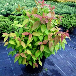 Спирея японская Цигойнерблют (Spiraea japonica 'Zigeunerblut')