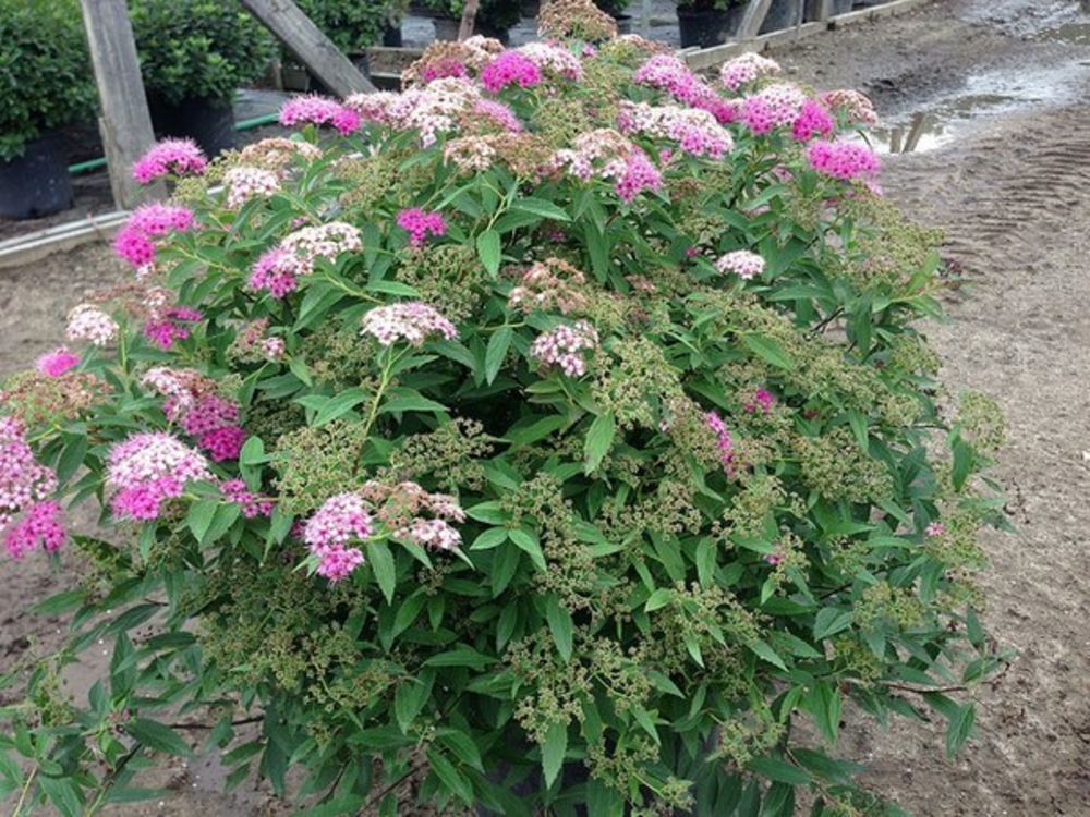 Спирея японская Широбана (Spiraea japonica 'Shirobana')