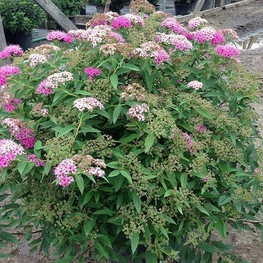 Спирея японская Широбана (Spiraea japonica 'Shirobana')