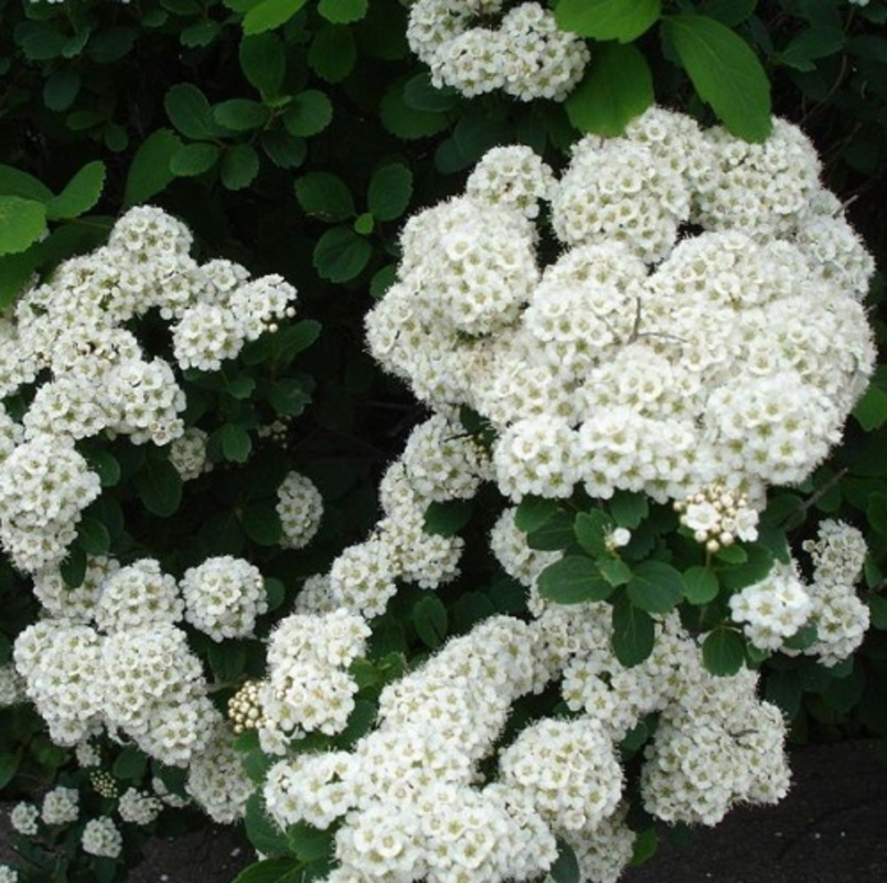 Спирея ниппонская Сноумаунд (Spiraea nipponica 'Snowmound')