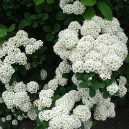 Спирея ниппонская Сноумаунд (Spiraea nipponica 'Snowmound')