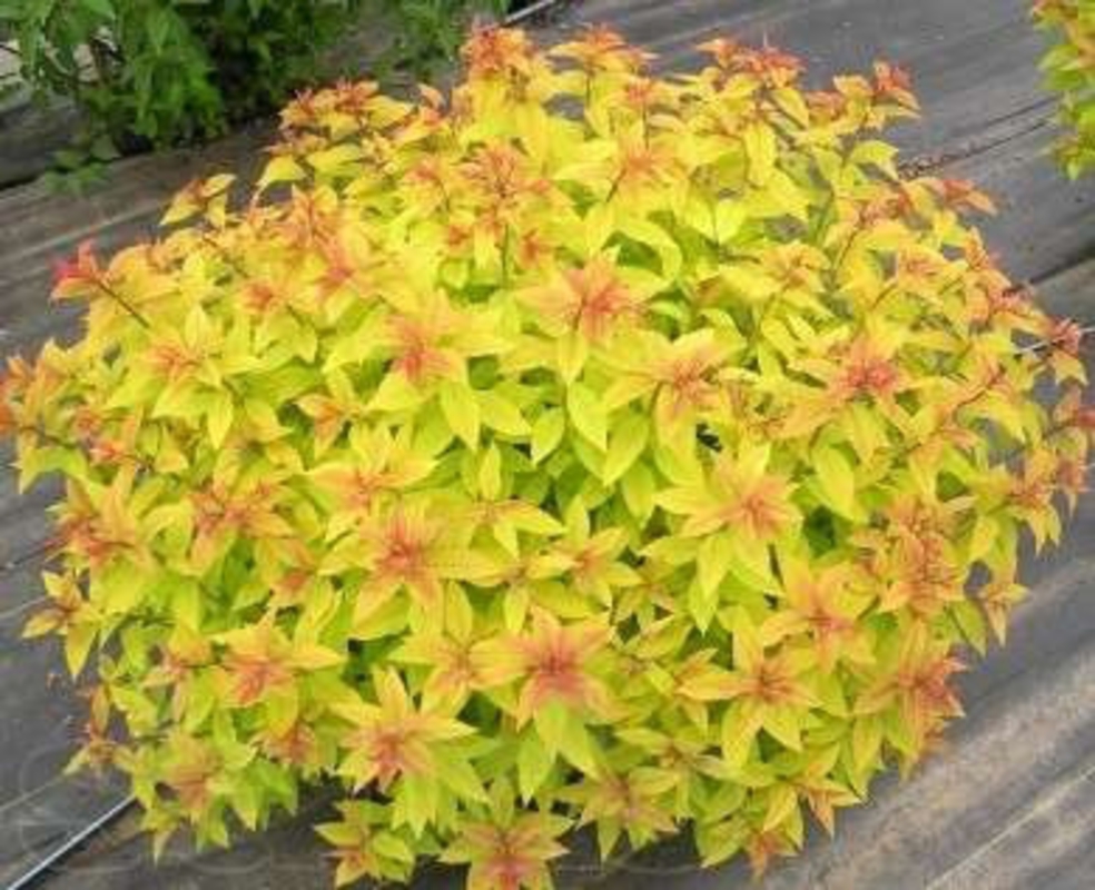Спирея японская Голден Принцесс (Spiraea japonica 'Golden Princess')