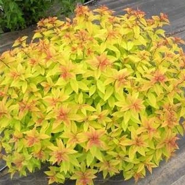 Спирея японская Голден Принцесс (Spiraea japonica 'Golden Princess')